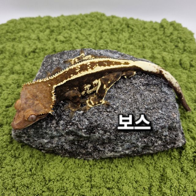 카푸치노 트라이 풀핀