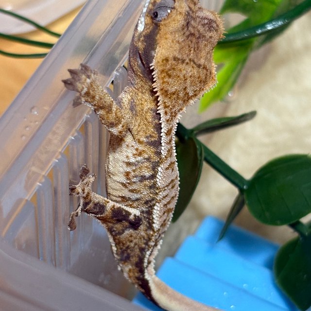 노멀 트라이 화이트스팟