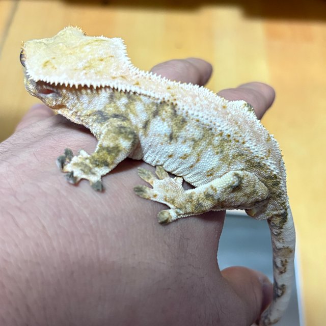 노멀 트라이 익스트림할리퀸 화이트스팟