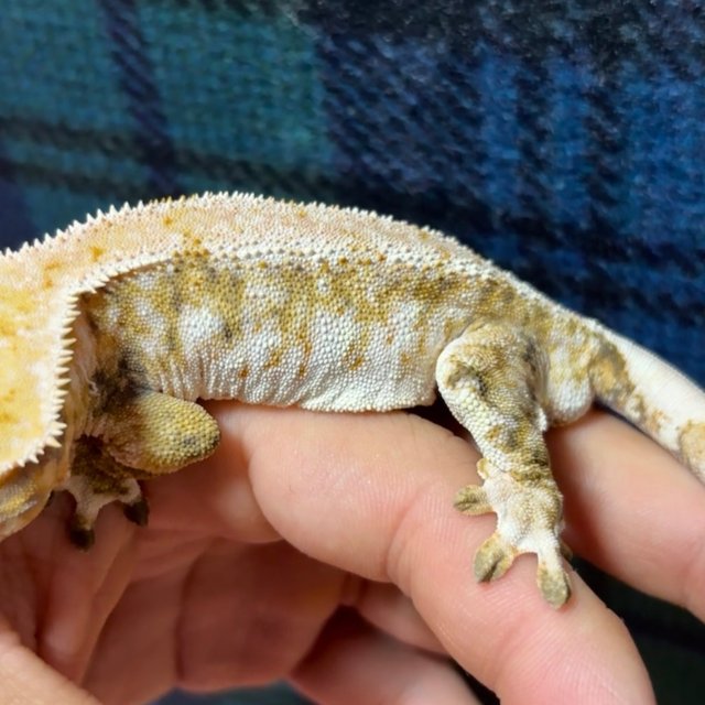 화이트스팟 드리피