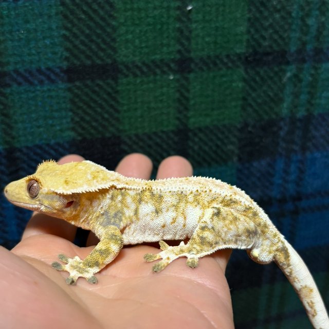 화이트스팟 드리피