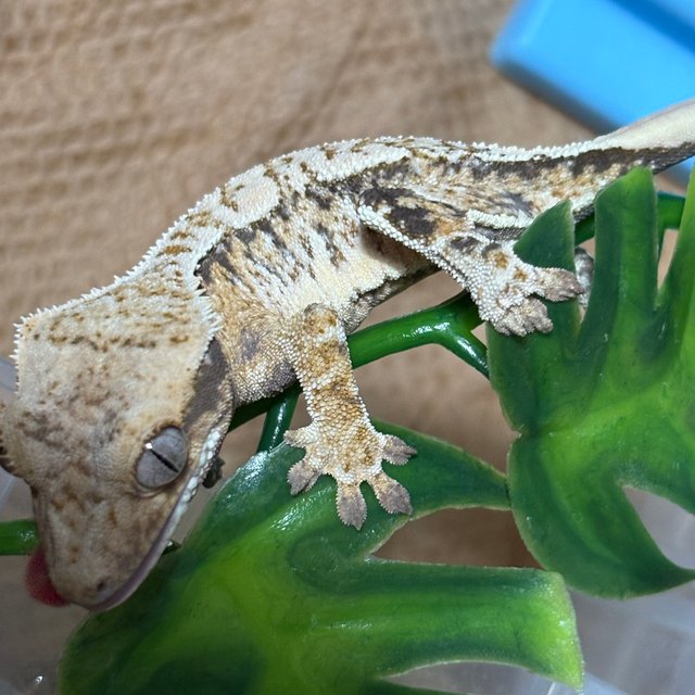 화이트스팟 노멀 드리피