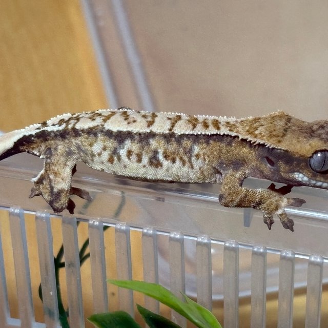 노멀 트라이 화이트스팟