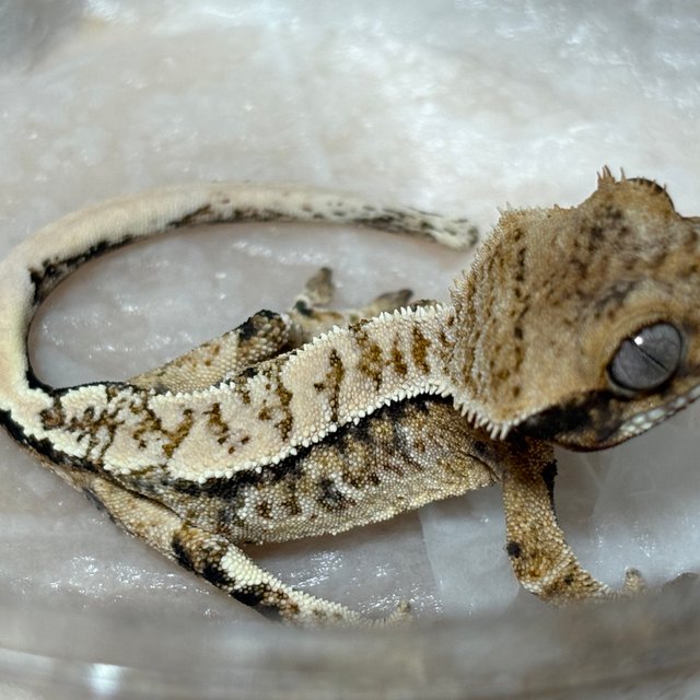 화이트스팟 노멀 드리피