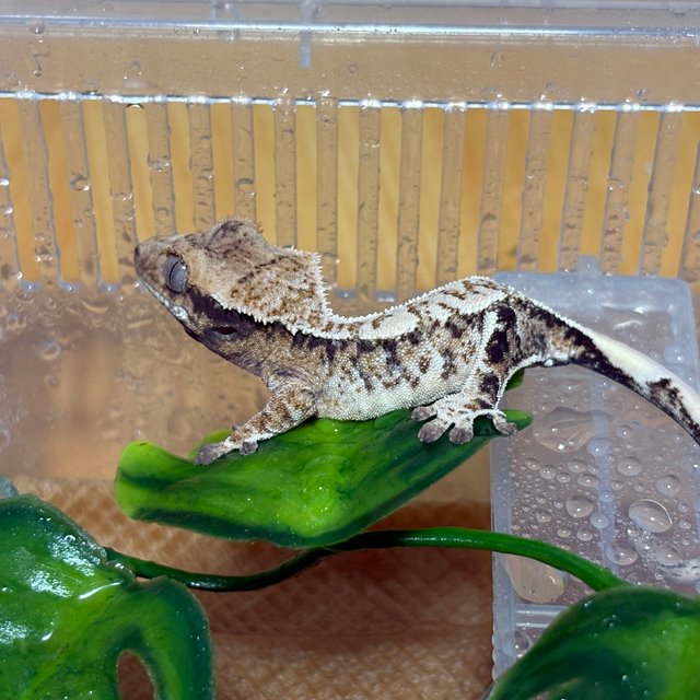 화이트스팟 노멀 드리피