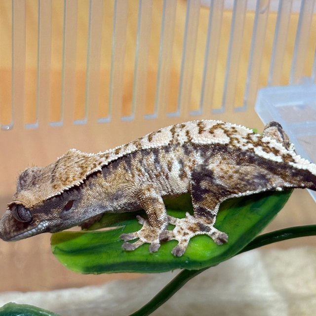 노멀 트라이 화이트스팟