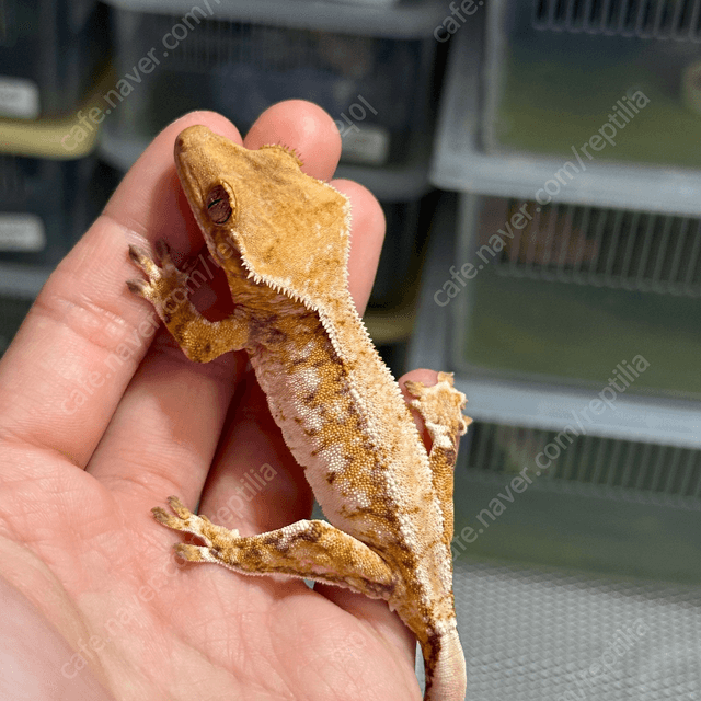 노멀 트라이 익스트림할리퀸 화이트스팟