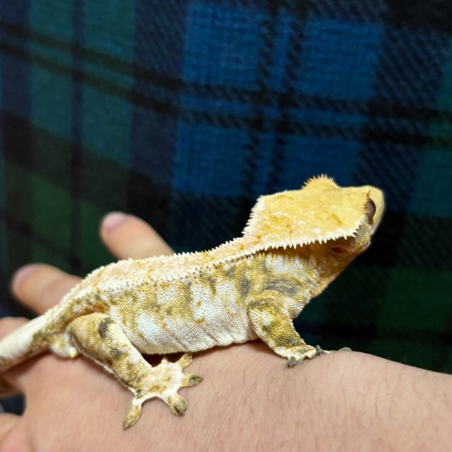 화이트스팟 드리피