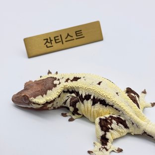 프라푸치노 (모)