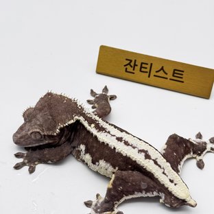 릴잔틱 (부)