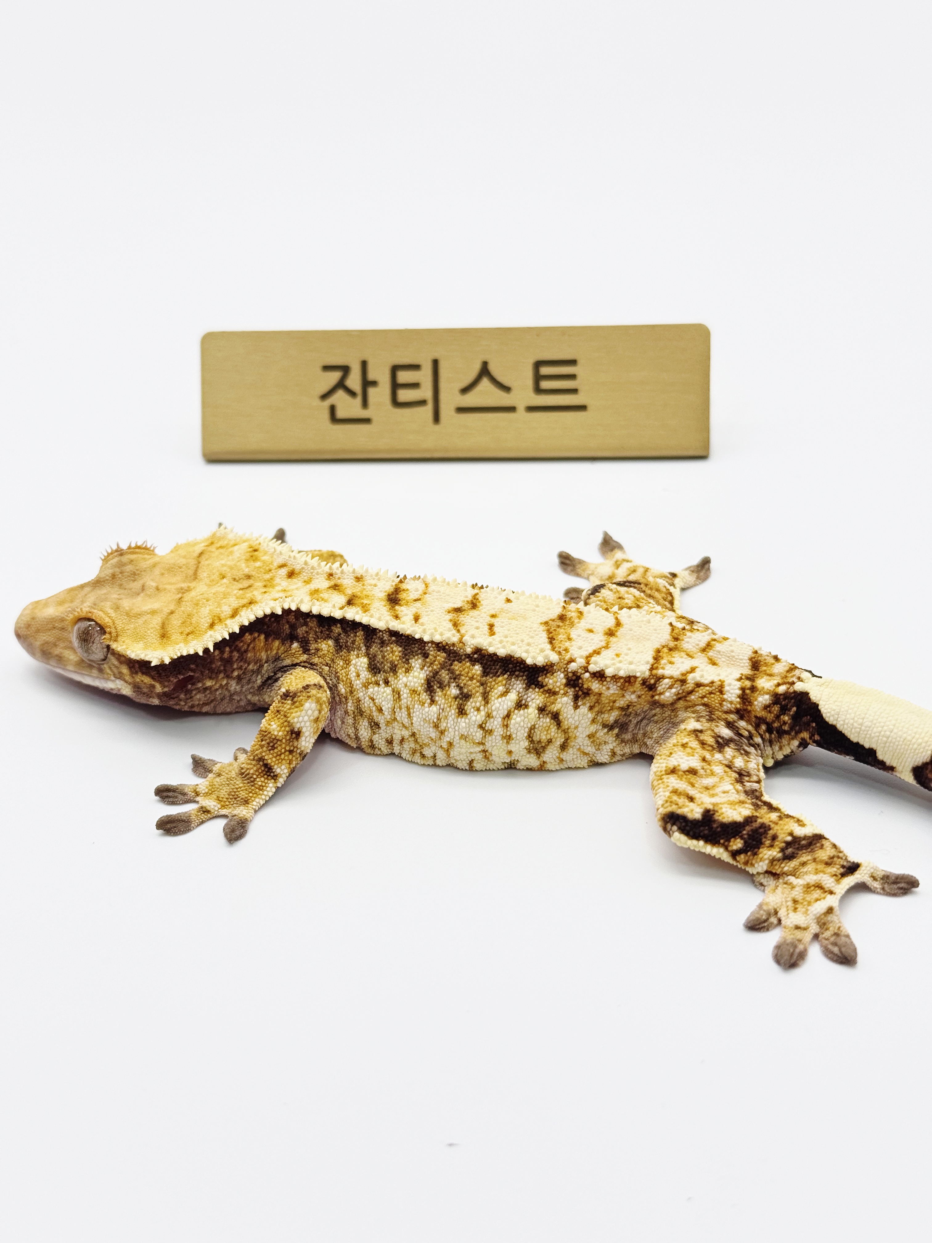 트라이
