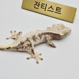릴리100%헷아잔틱