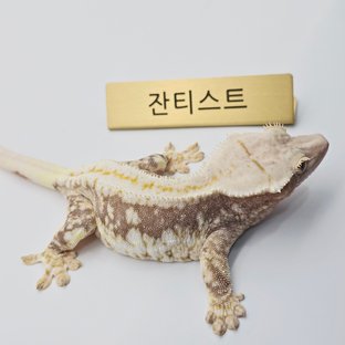 릴리100%헷아잔틱