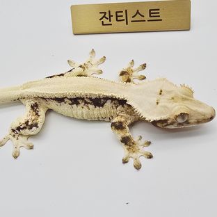 릴리화이트