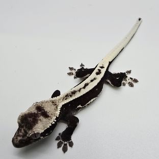 릴잔틱