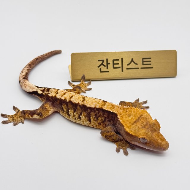100%헷아잔틱