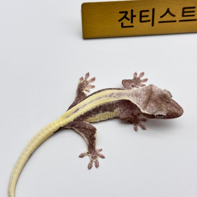 릴잔틱 풀핀 화이트크라운