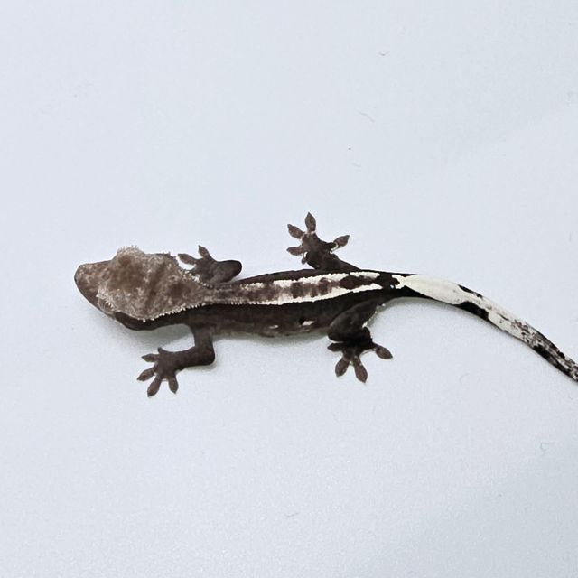 아잔틱