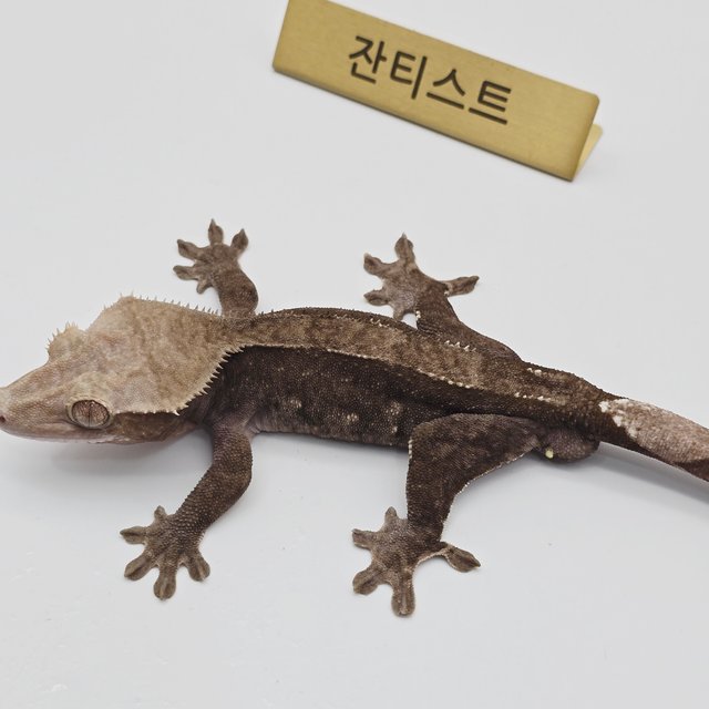 아잔틱