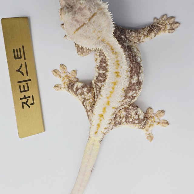 릴리100%헷아잔틱