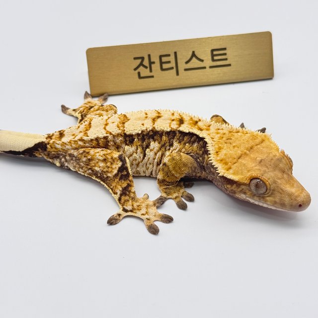 노멀 익스트림할리퀸