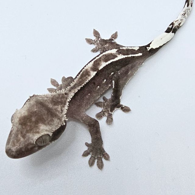 아잔틱