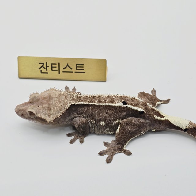 아잔틱