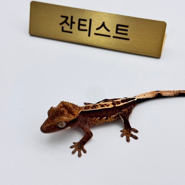 100%헷아잔틱