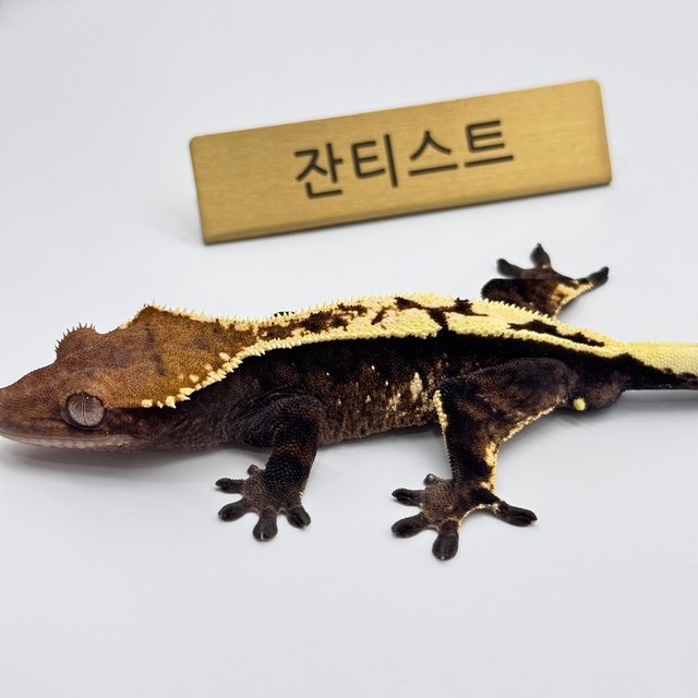 100%헷아잔틱 세이블