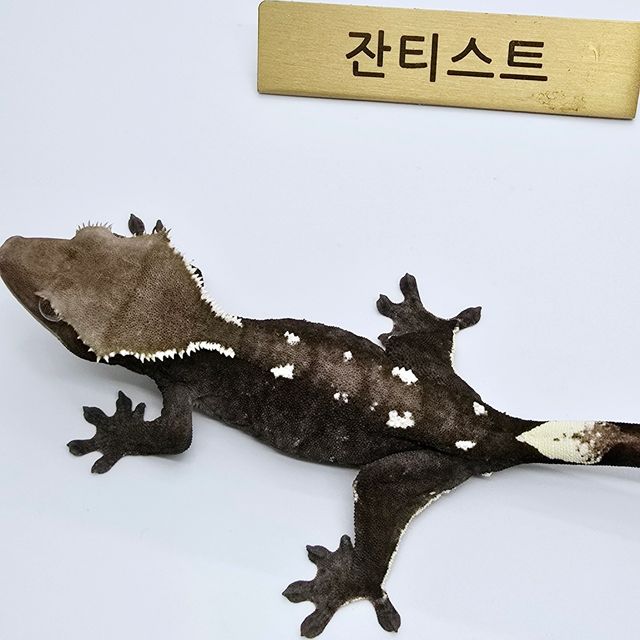 아잔틱