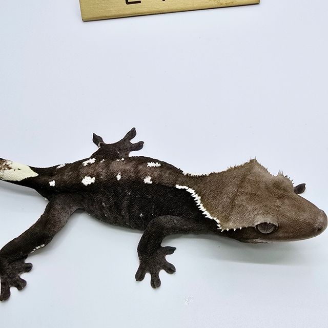 아잔틱