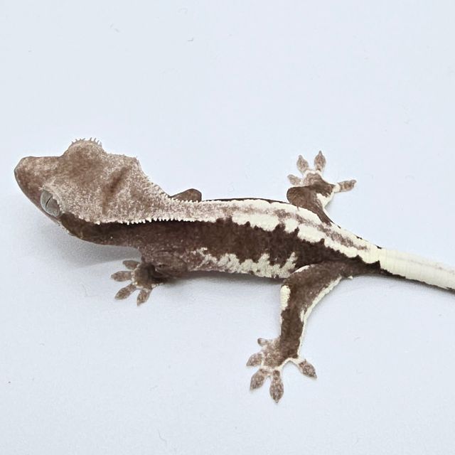 릴잔틱