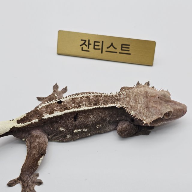 아잔틱