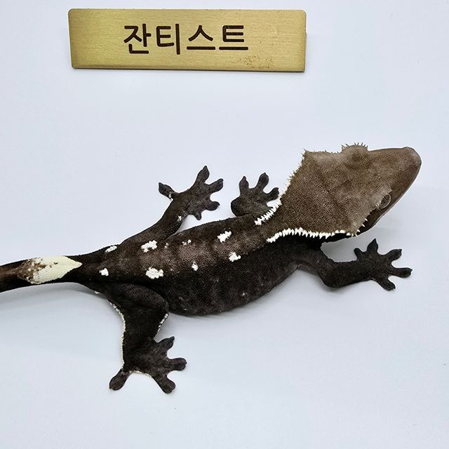 아잔틱