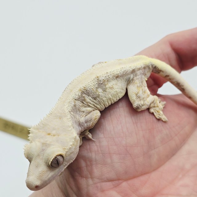 릴리100%헷아잔틱