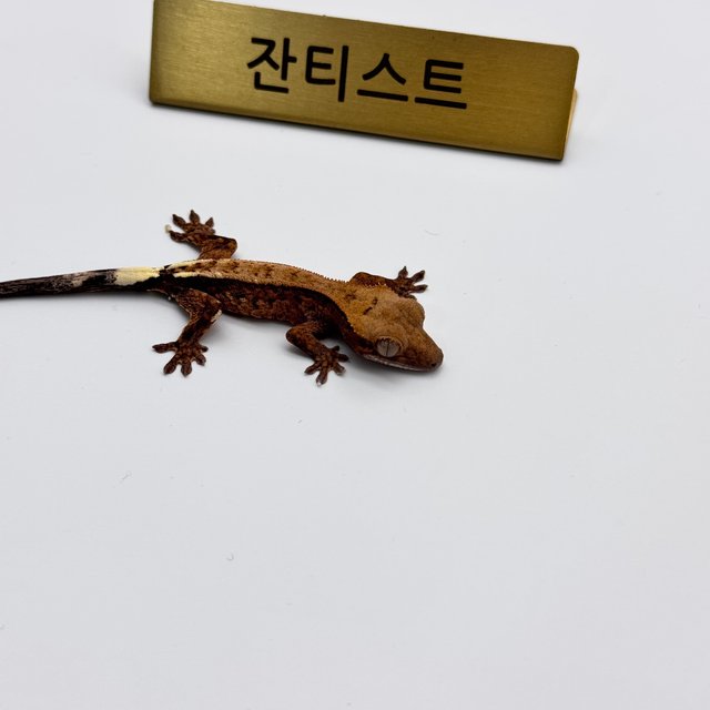 100%헷아잔틱 카푸치노