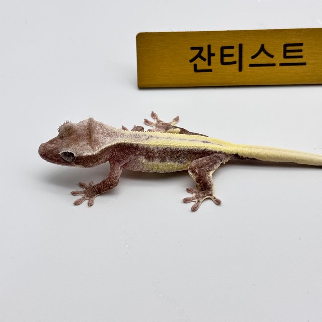 릴잔틱 풀핀 화이트크라운