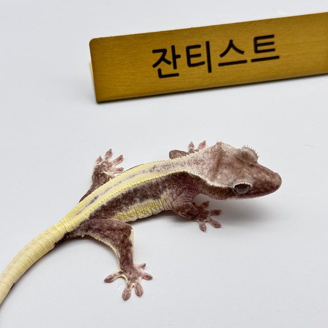 릴잔틱 풀핀 화이트크라운