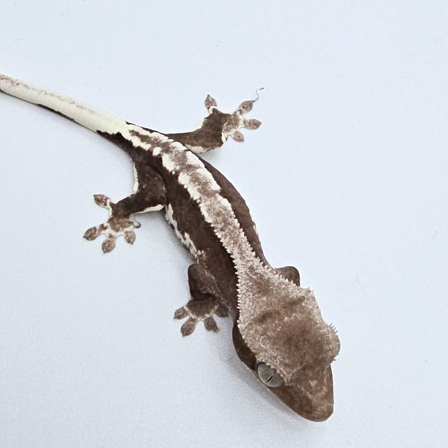릴잔틱