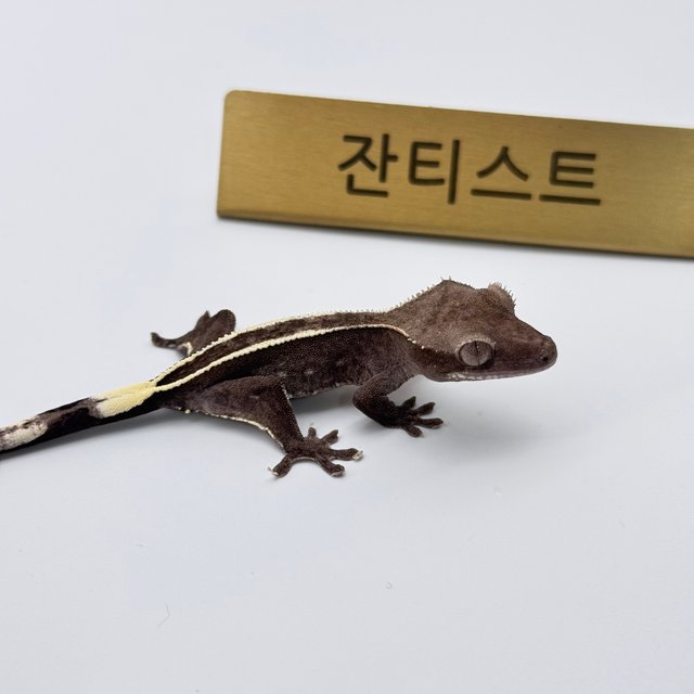 아잔틱 풀핀