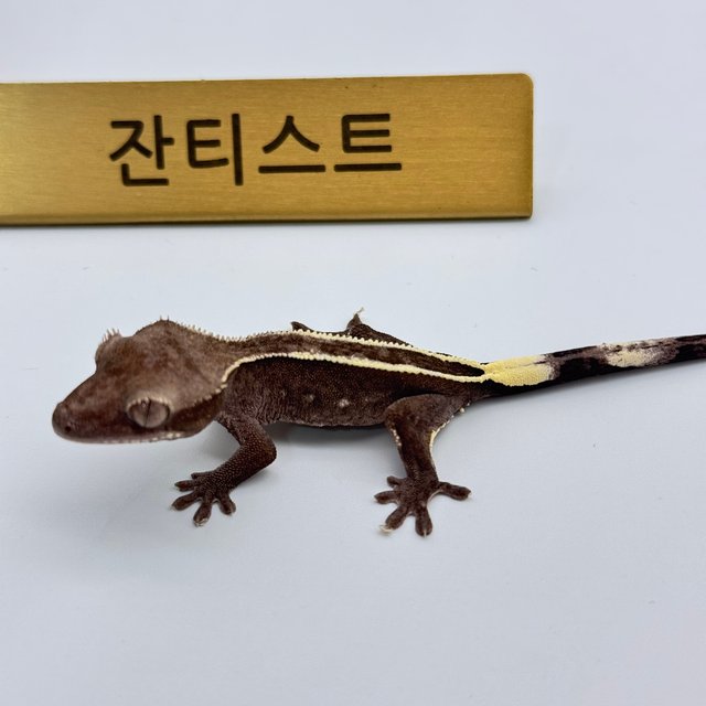 아잔틱 풀핀