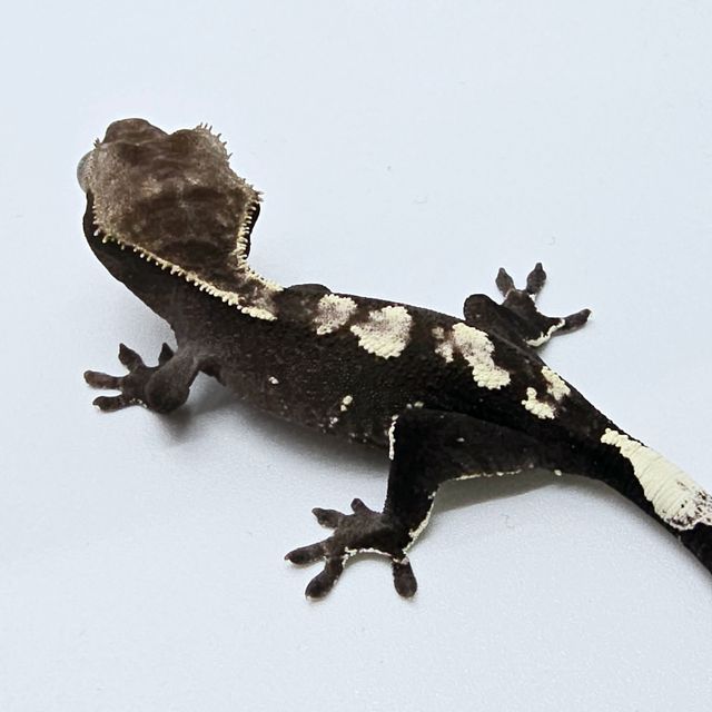 아잔틱
