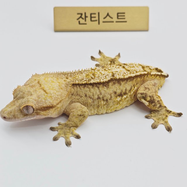 100%헷아잔틱