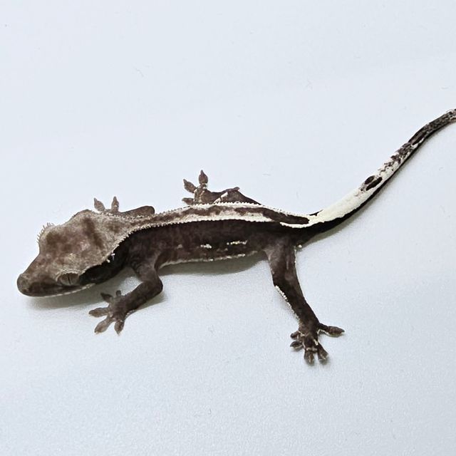 아잔틱