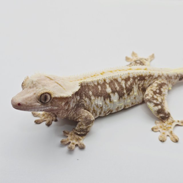 릴리100%헷아잔틱