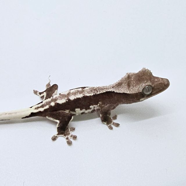 릴잔틱