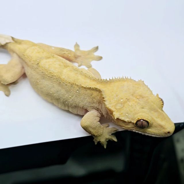 100%헷아잔틱