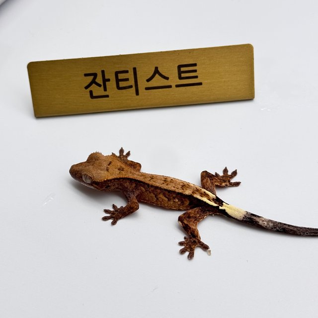 100%헷아잔틱 카푸치노