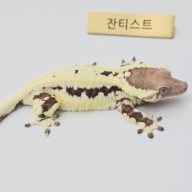 프라푸치노