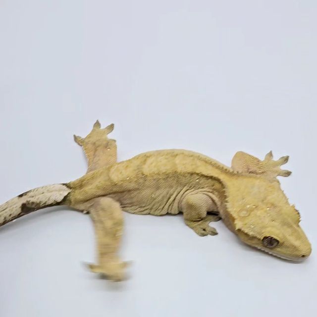 100%헷아잔틱